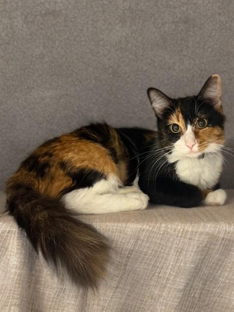 Enlarge GINNY, a Adoptable Domestic Long Hair in Agoura, CA image 1/1