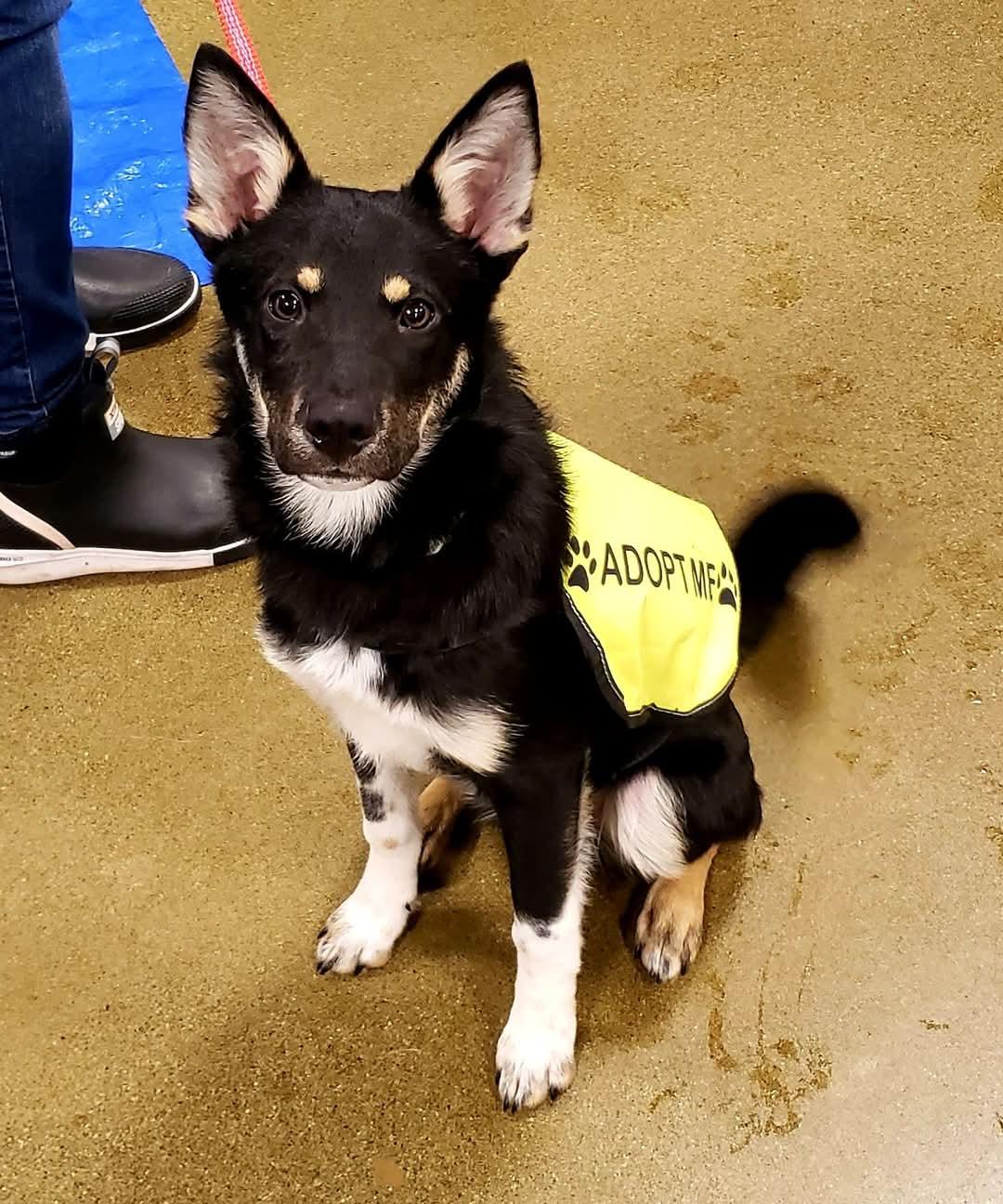 Spike, a Adoptable mixed breed in Tacoma, WA image 3/3