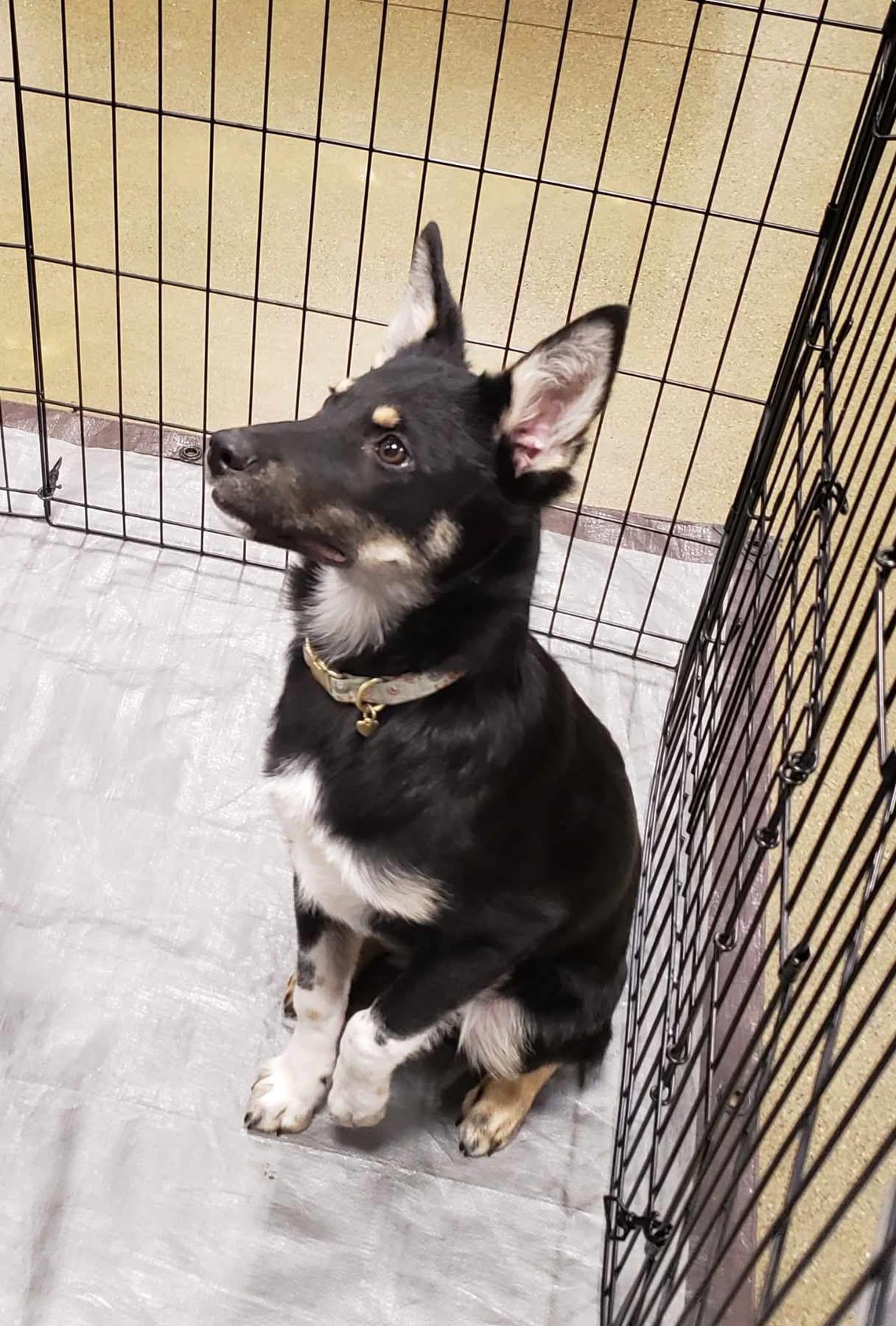 Spike, a Adoptable mixed breed in Tacoma, WA image 2/3