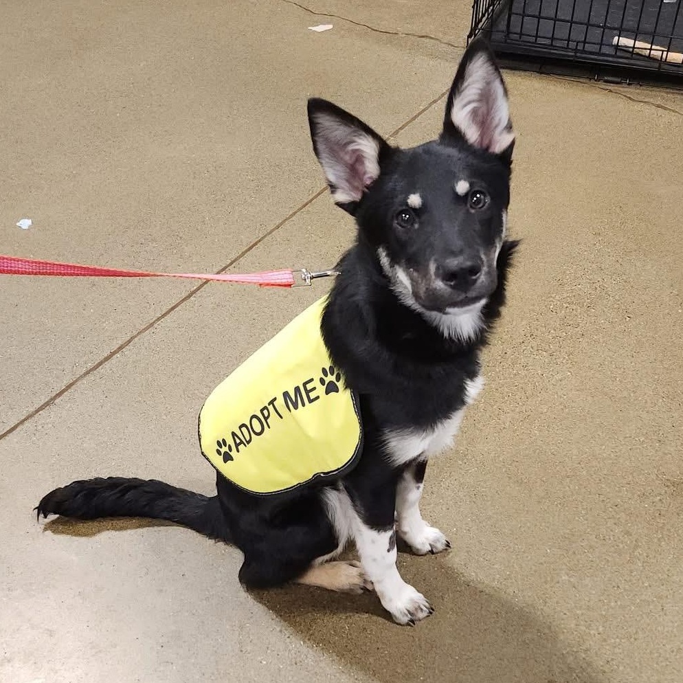 Spike, a Adoptable mixed breed in Tacoma, WA image 1/3