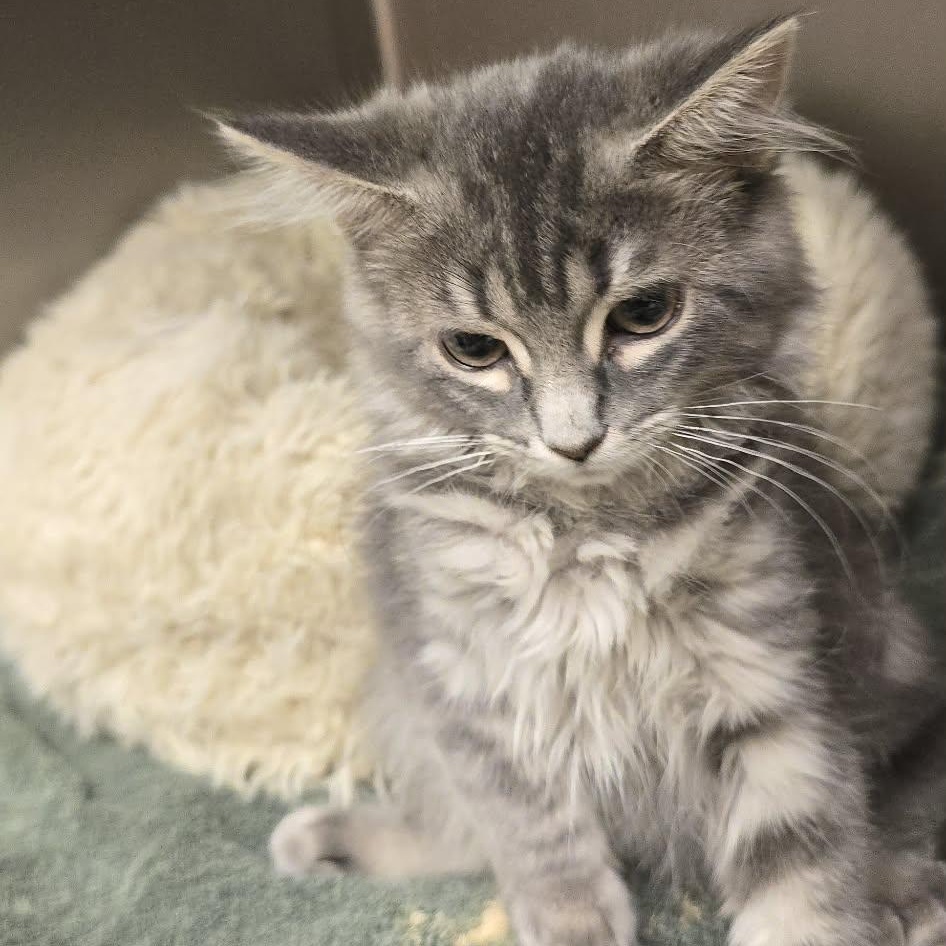 Darby-has adopter, adopted, Kitten Female Domestic Long Hair.