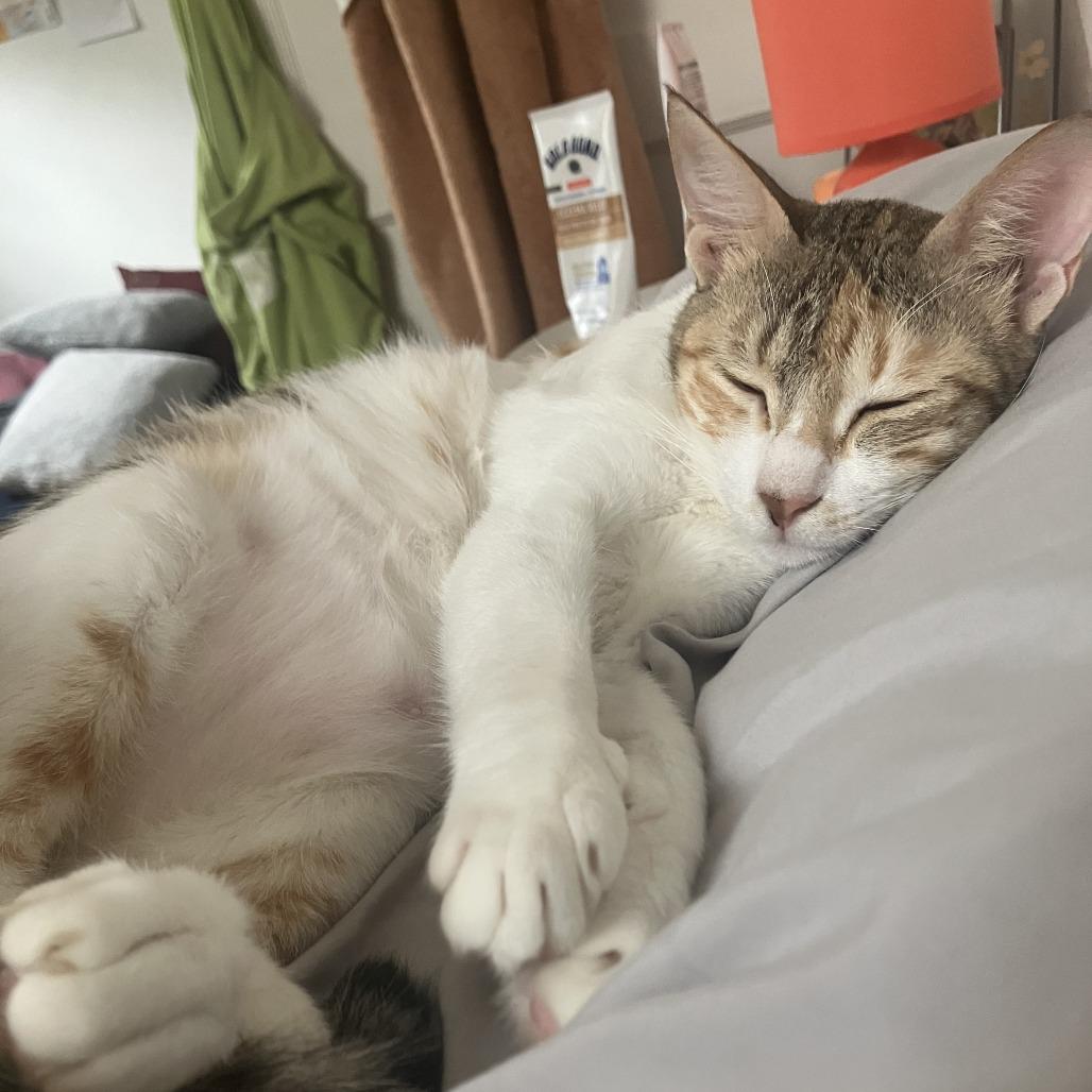 Weaselby, Adoptable, Young Female Domestic Short Hair.