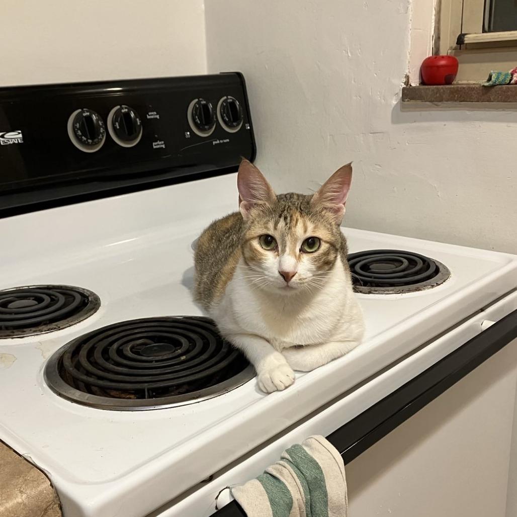 Weaselby, Adoptable, Adult Female Domestic Short Hair.