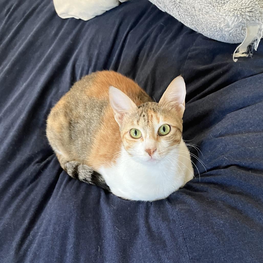 Weaselby, Adoptable, Adult Female Domestic Short Hair.