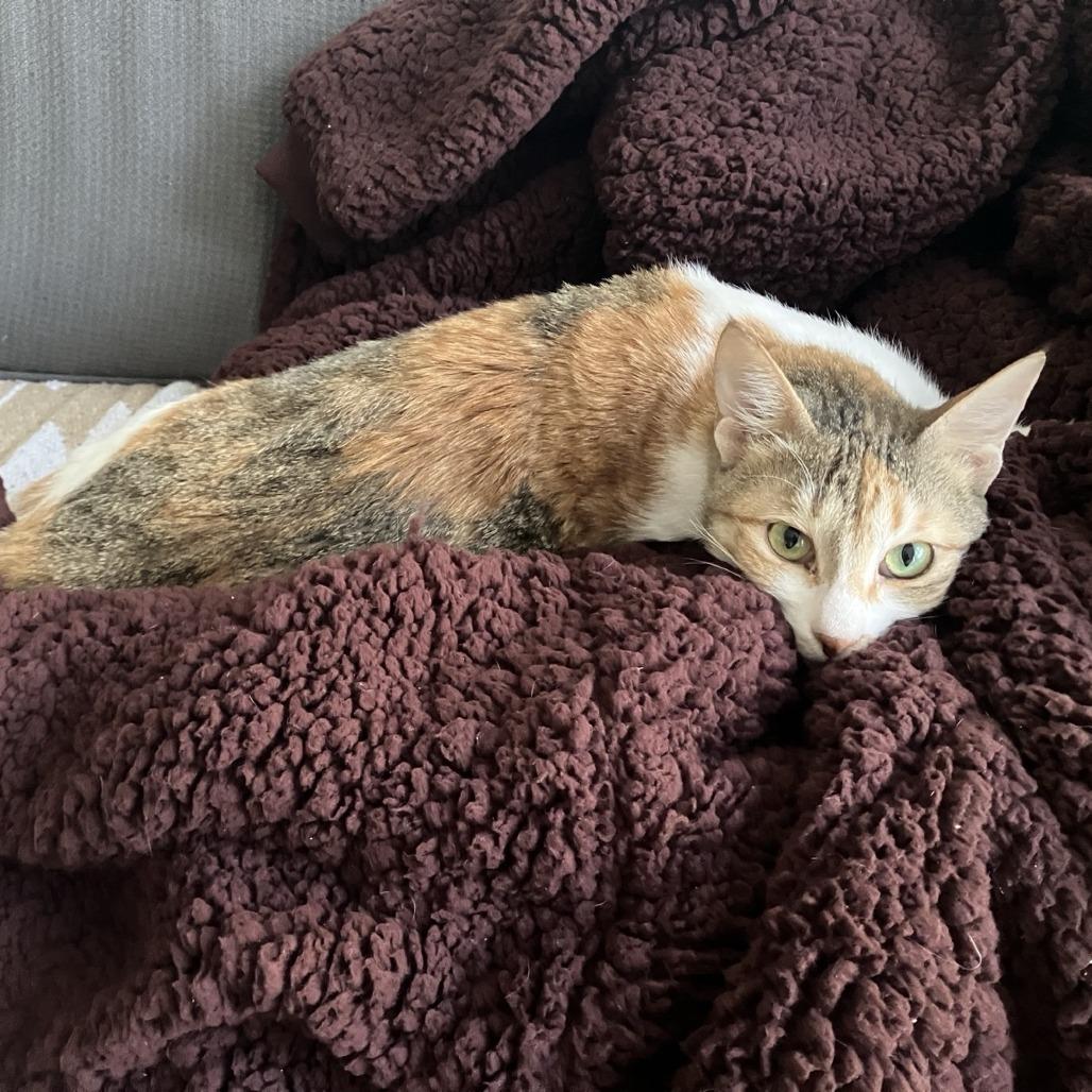 Enlarge Weaselby, a Adoptable Domestic Short Hair in Gibsonia, PA image 2/6