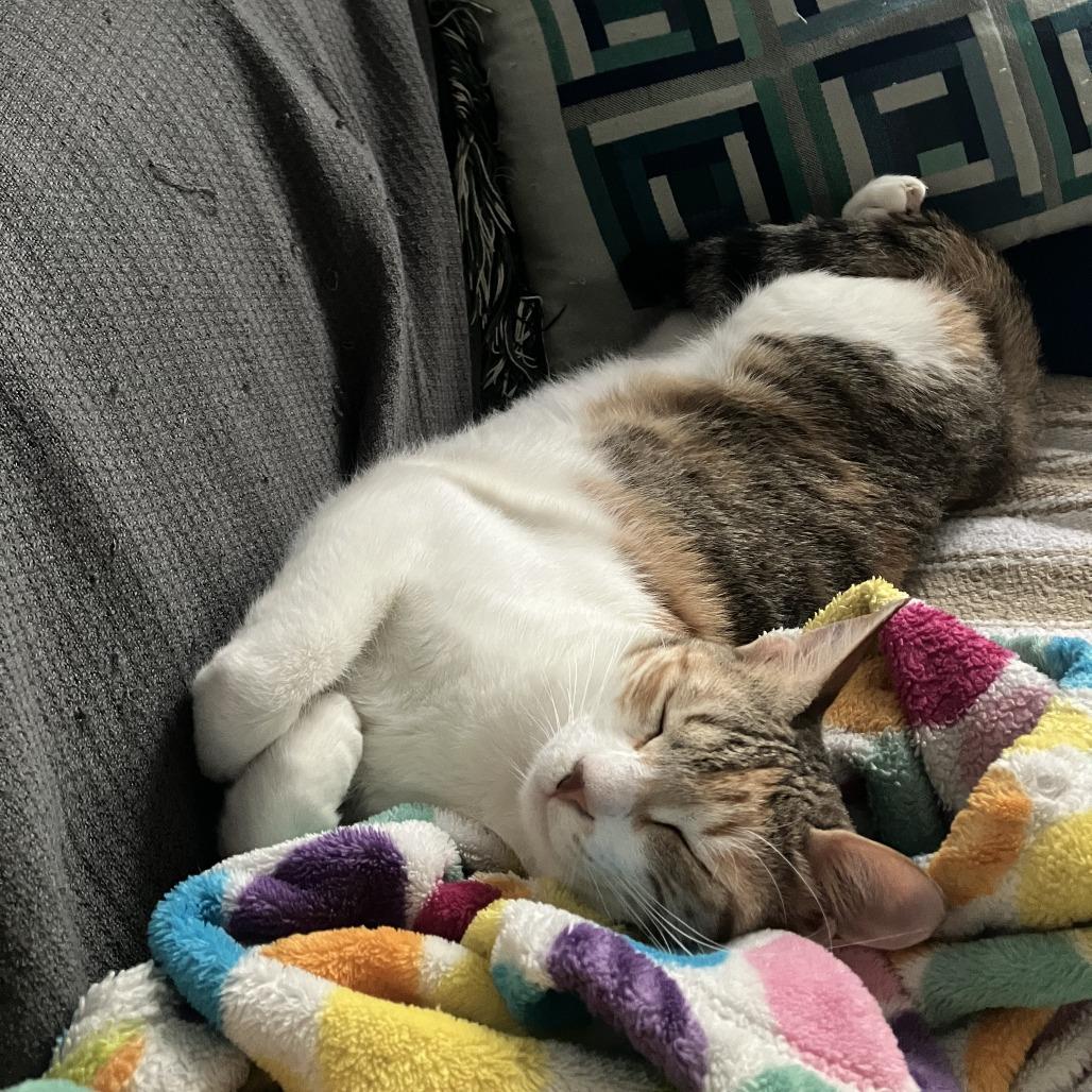 Enlarge Weaselby, a Adoptable Domestic Short Hair in Gibsonia, PA image 2/6