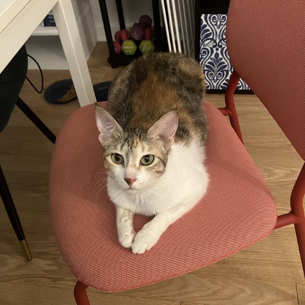 Enlarge Weaselby, a Adoptable Domestic Short Hair in Gibsonia, PA image 3/6