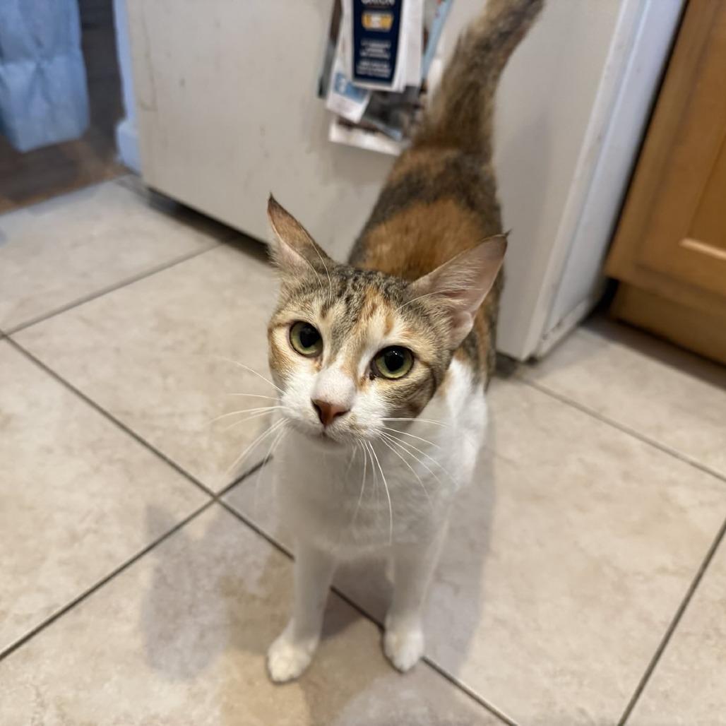 Enlarge Weaselby, a Adoptable Domestic Short Hair in Gibsonia, PA image 4/6