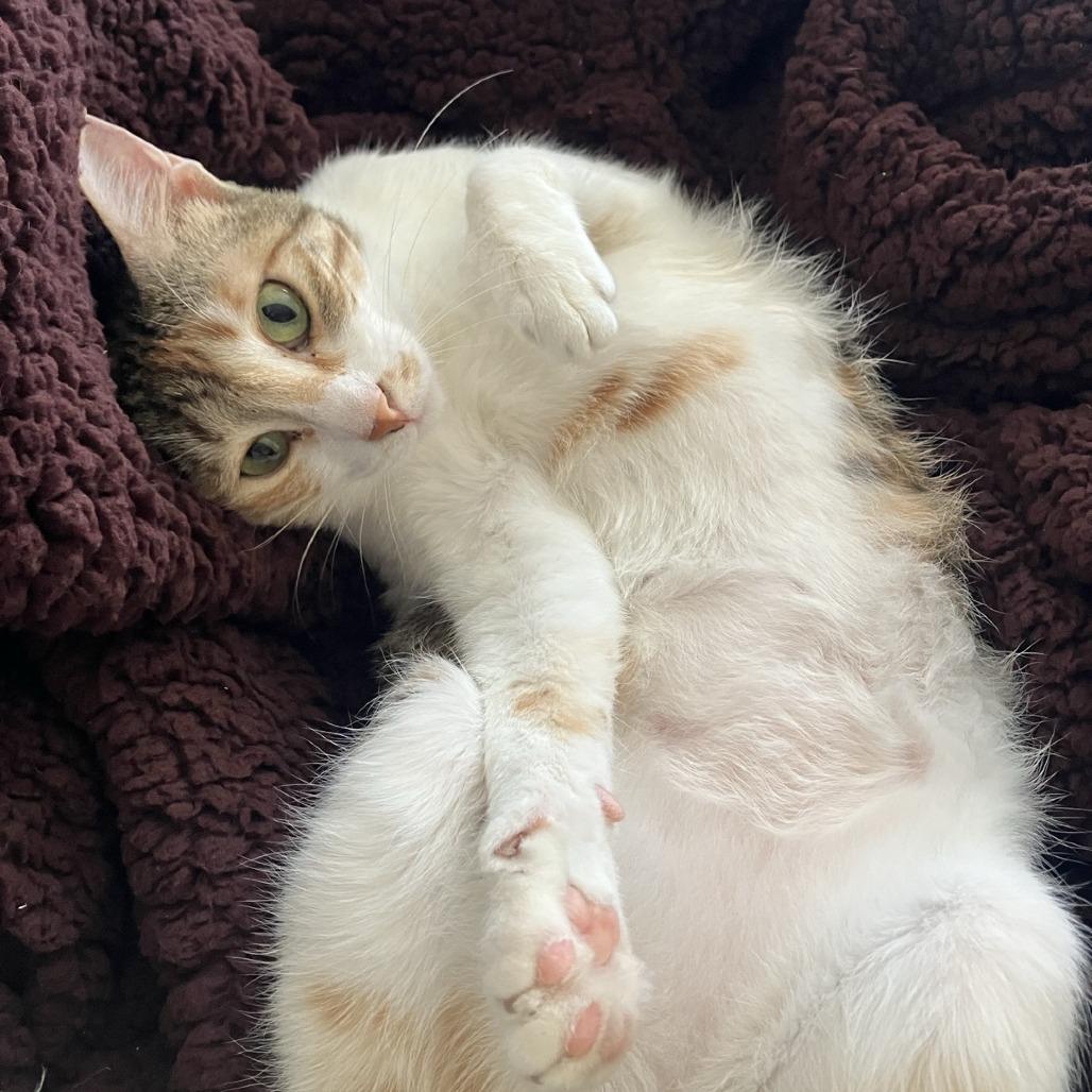 Enlarge Weaselby, a Adoptable Domestic Short Hair in Gibsonia, PA image 5/6