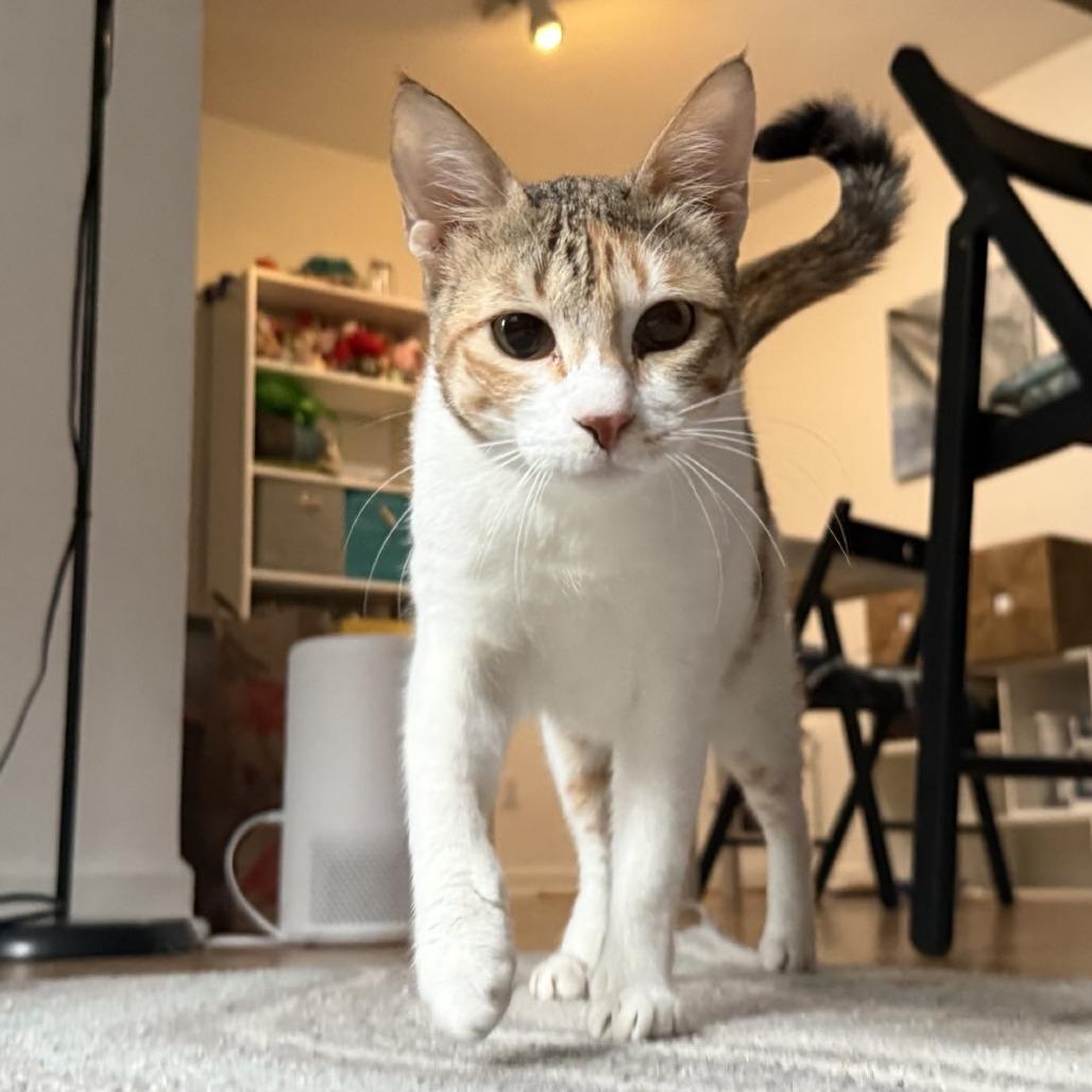 Enlarge Weaselby, a Adoptable Domestic Short Hair in Gibsonia, PA image 6/6