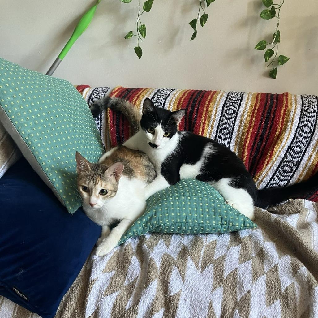 Enlarge Weaselby, a Adoptable Domestic Short Hair in Gibsonia, PA image 3/6