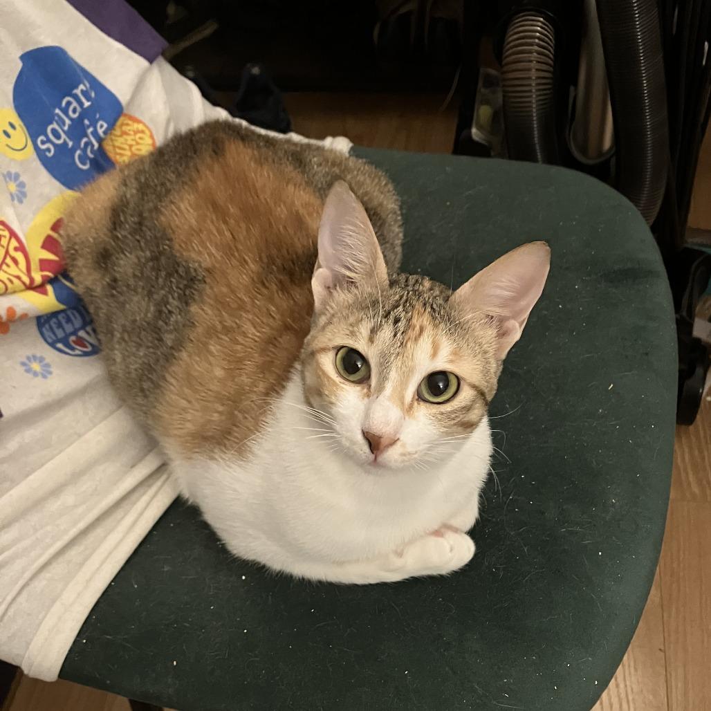 Enlarge Weaselby, a Adoptable Domestic Short Hair in Gibsonia, PA image 4/6