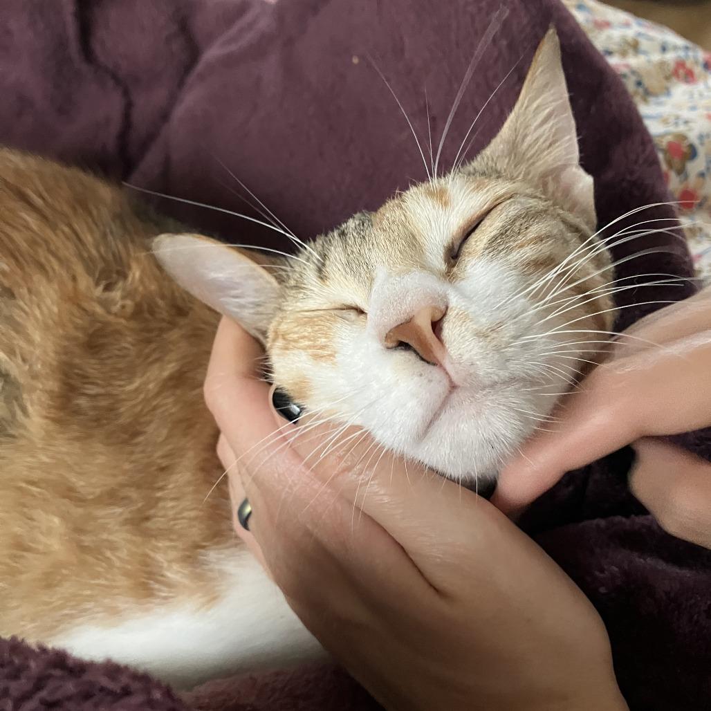 Enlarge Weaselby, a Adoptable Domestic Short Hair in Gibsonia, PA image 5/6