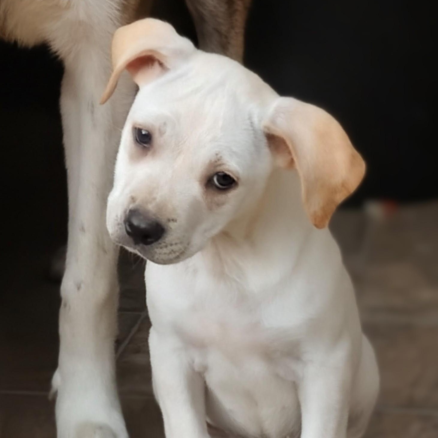 Amelia, a ADOPTABLE Bulldog in Carson, MS image 1/5