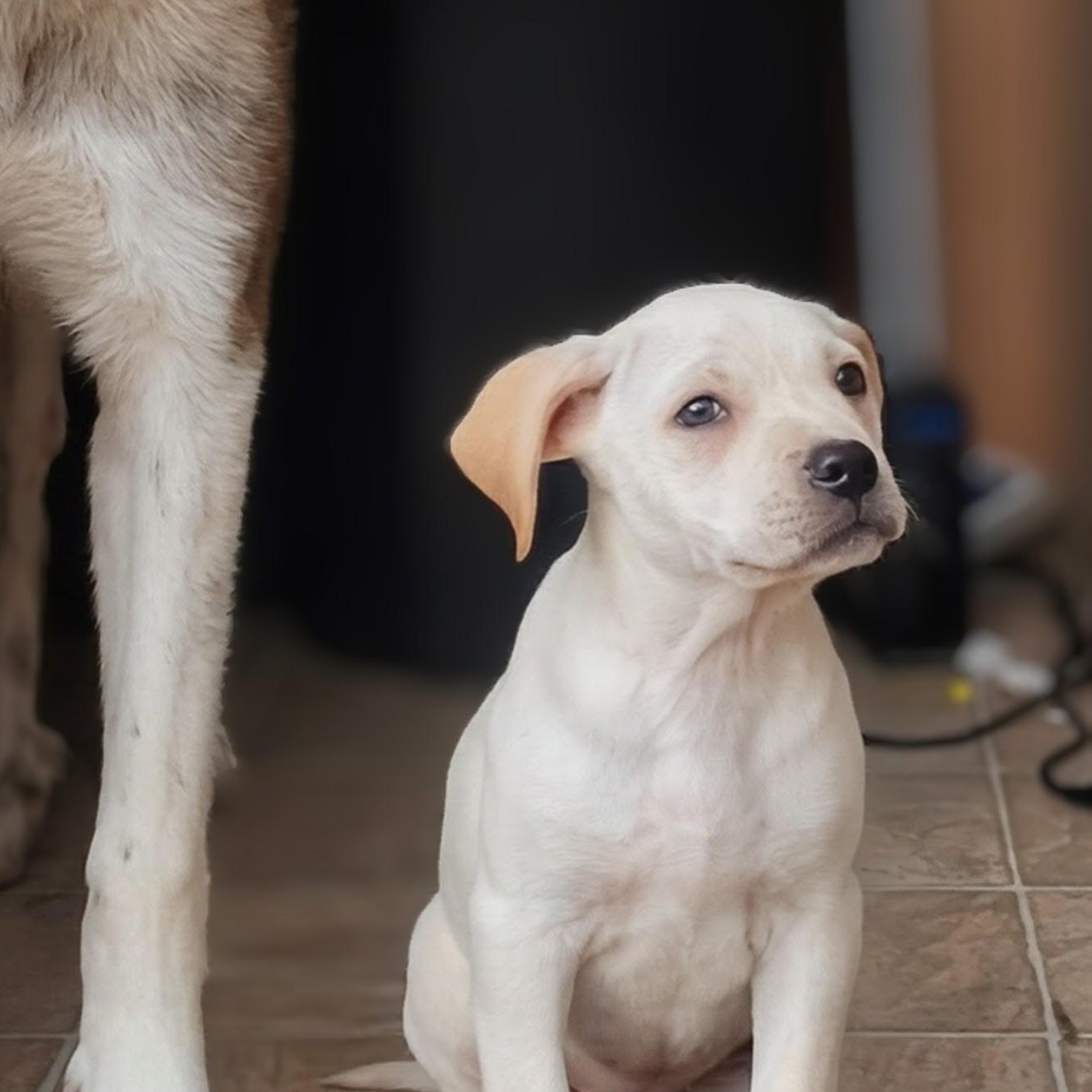 Amelia, a ADOPTABLE Bulldog in Carson, MS image 3/5
