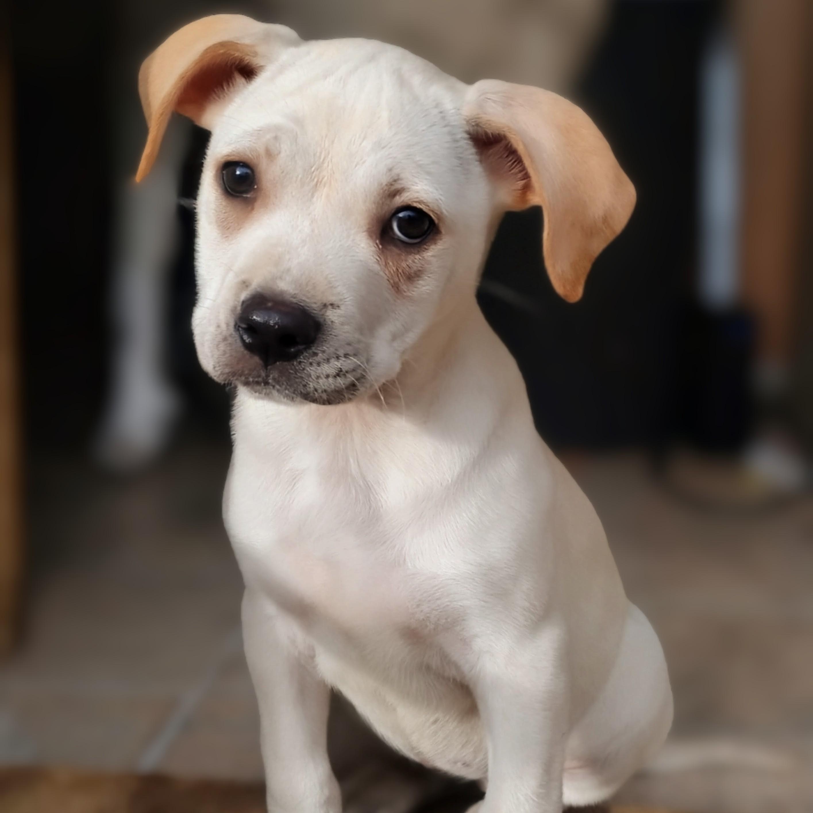 Amelia, a ADOPTABLE Bulldog in Carson, MS image 5/5