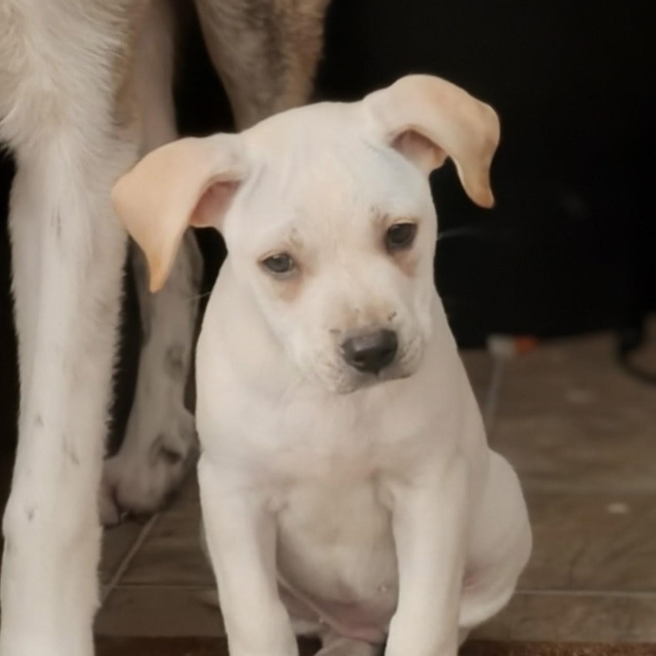 Amelia, a ADOPTABLE Bulldog in Carson, MS image 4/5