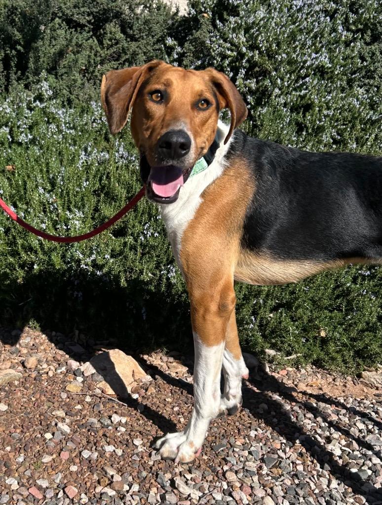 Enlarge Detective, a Adoptable Hound in Cottonwood, AZ image 1/2