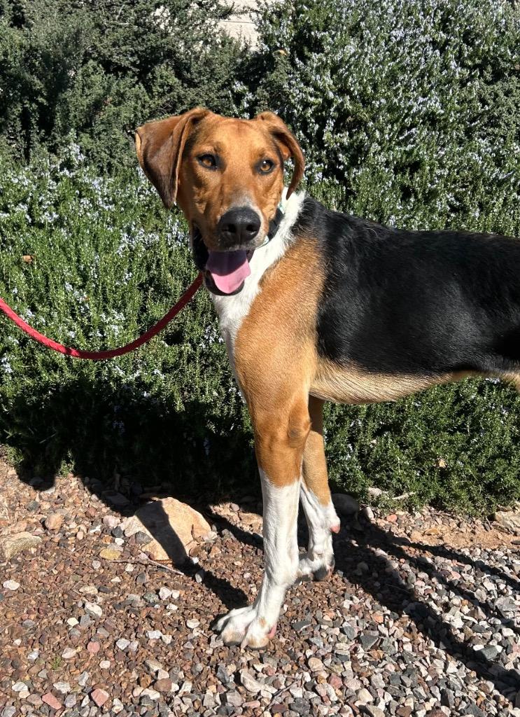 Enlarge Detective, a Adoptable Hound in Cottonwood, AZ image 2/2