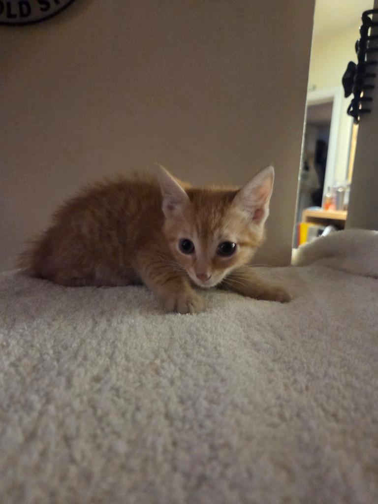 Southern, Adoptable, Kitten Male Domestic Short Hair.