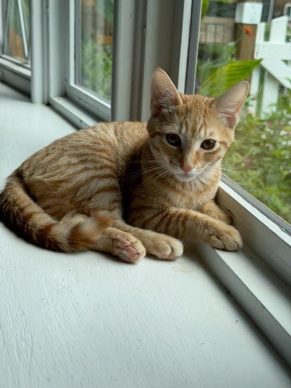 Southern, Adoptable, Kitten Male Domestic Short Hair.