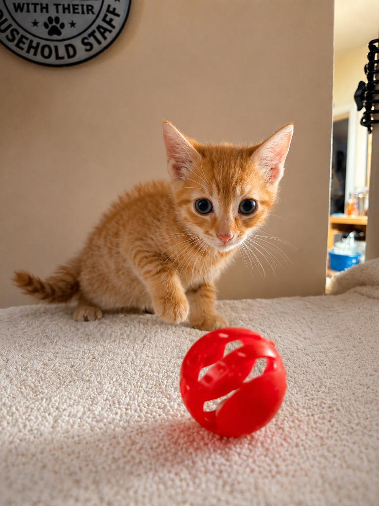Southern, a Adoptable mixed breed in Parkville, MD image 3/4