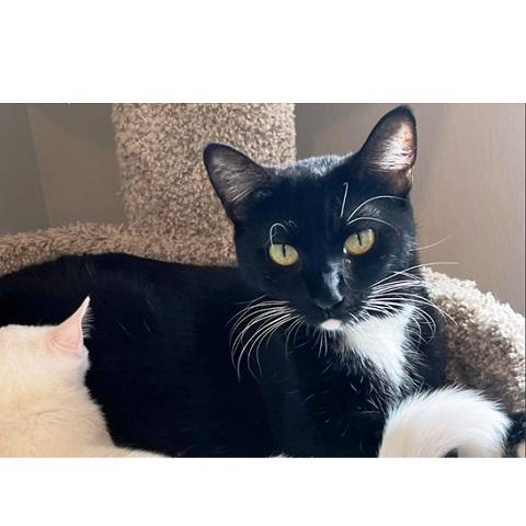 Sasha, a Adoptable Domestic Short Hair in Salt Lake City, UT image 2/2