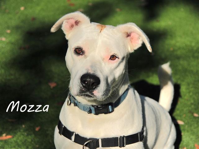 Enlarge MOZZA, a Adoptable Mixed Breed in Palmetto, FL image 1/1