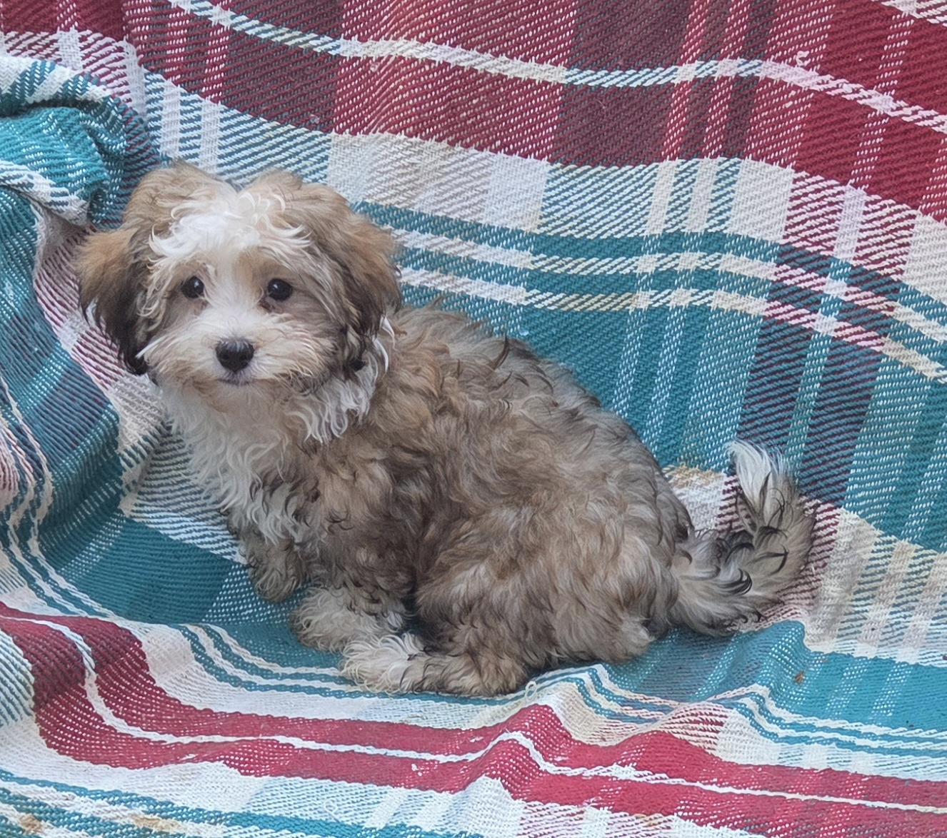 Havapoo, adopted, Puppy Male Havanese & Poodle (Toy).