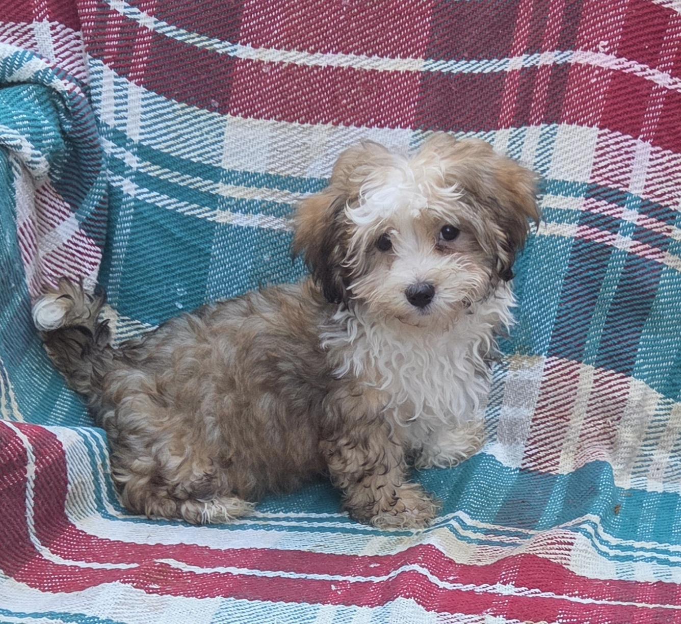Havapoo, an adopted mixed breed in Woodsfield, OH image 2/3