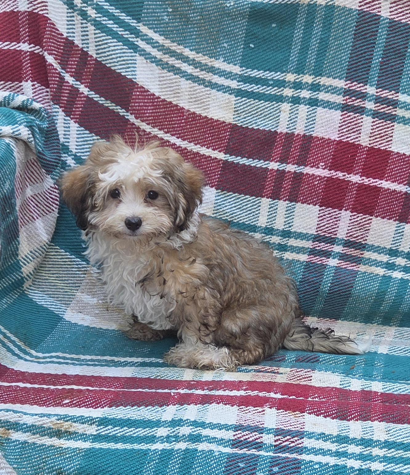 Havapoo, an adopted mixed breed in Woodsfield, OH image 3/3