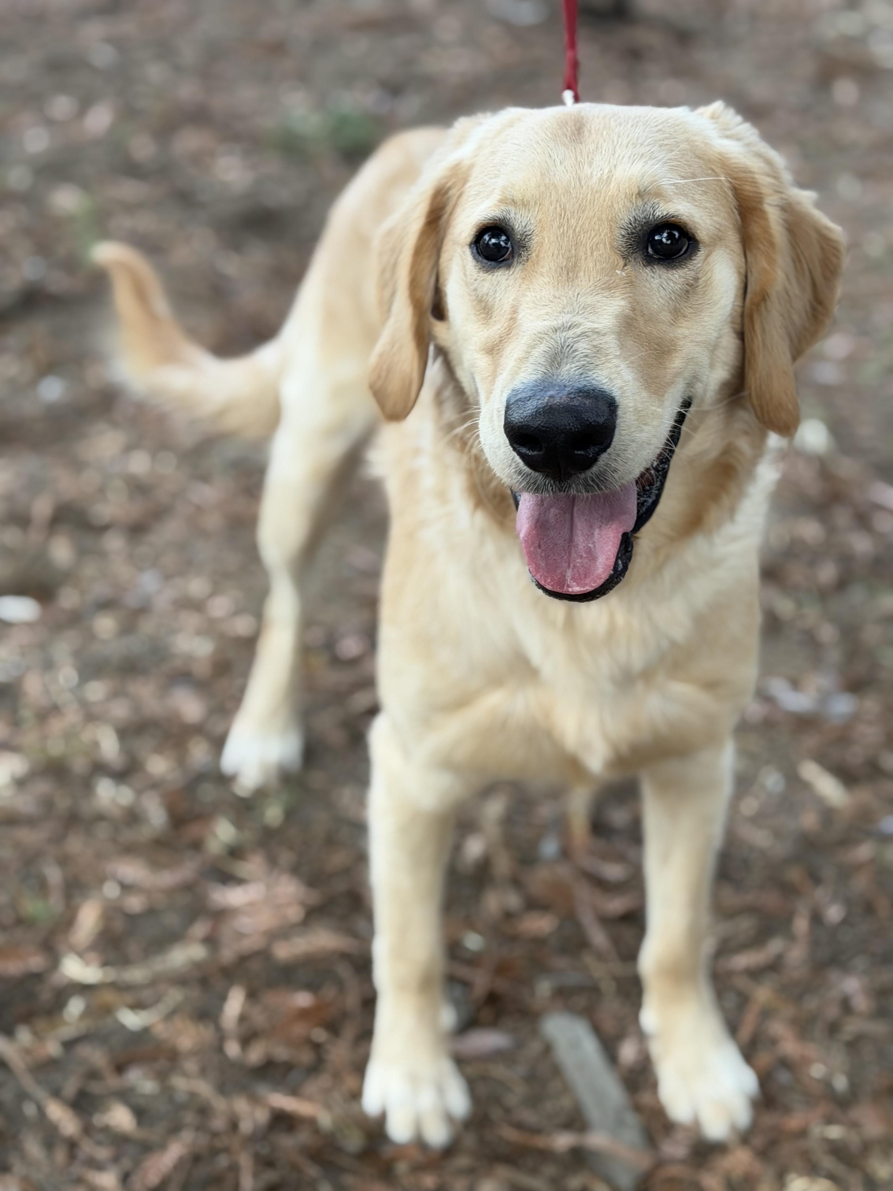 Enlarge River, a Adoptable mixed breed in Yuba City, CA image 3/4