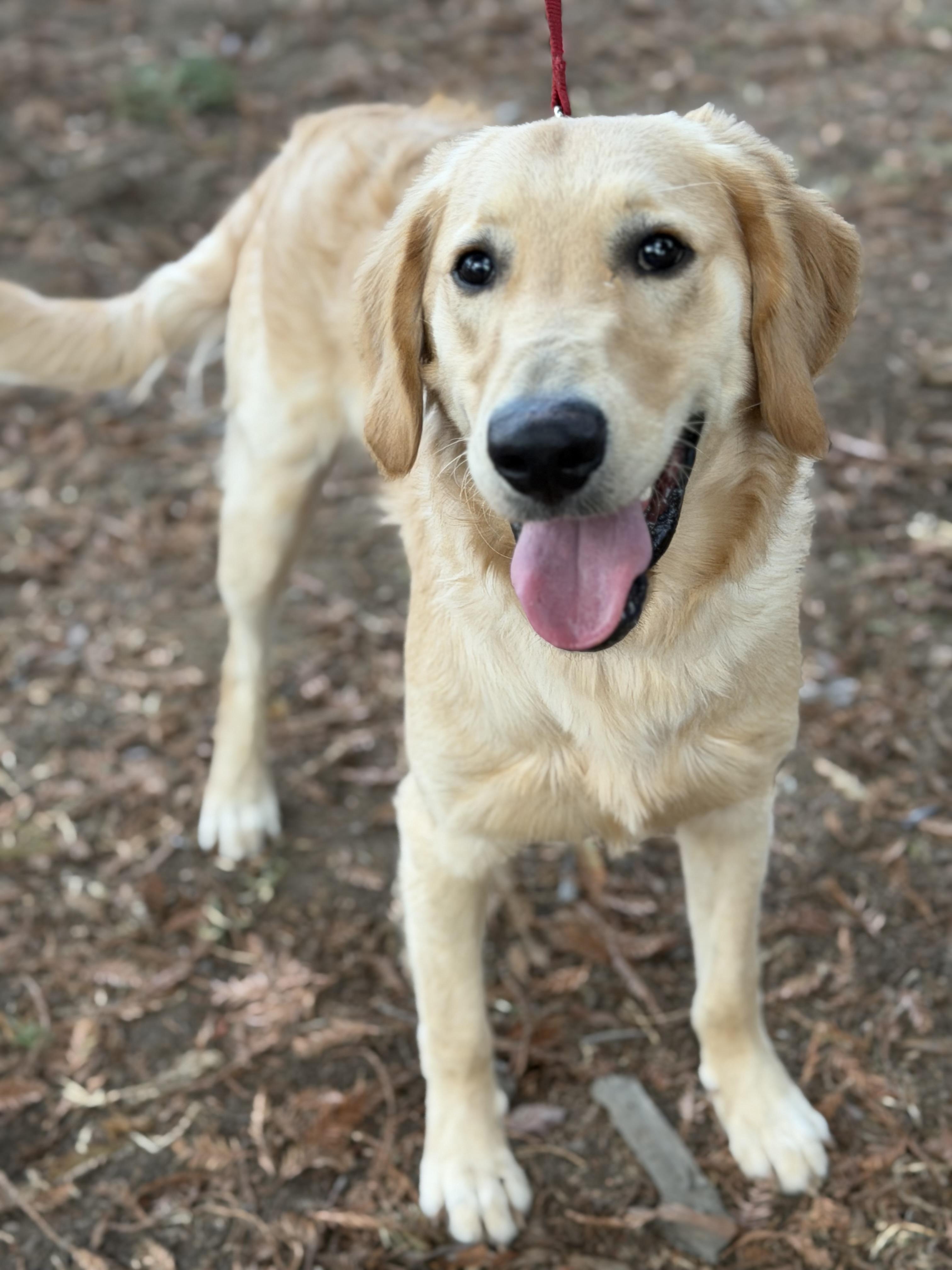 River, Adoptable, Young Male Golden Retriever & Labrador Retriever.