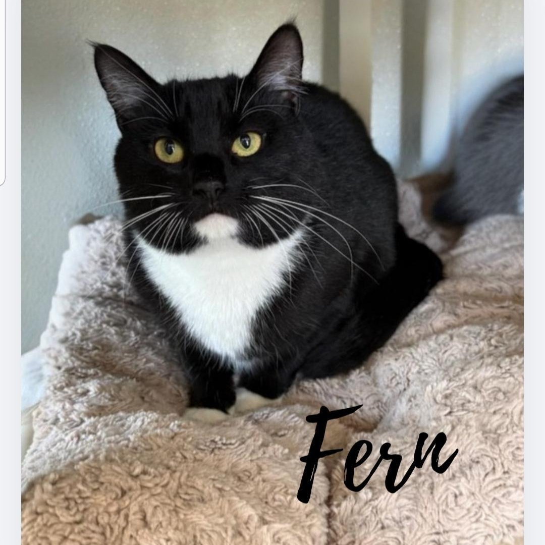 Fern, a ADOPTABLE Domestic Short Hair in Greensburg, PA image 1/5