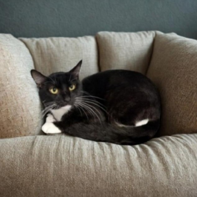 Enlarge Fern, a ADOPTABLE Domestic Short Hair in Greensburg, PA image 2/2