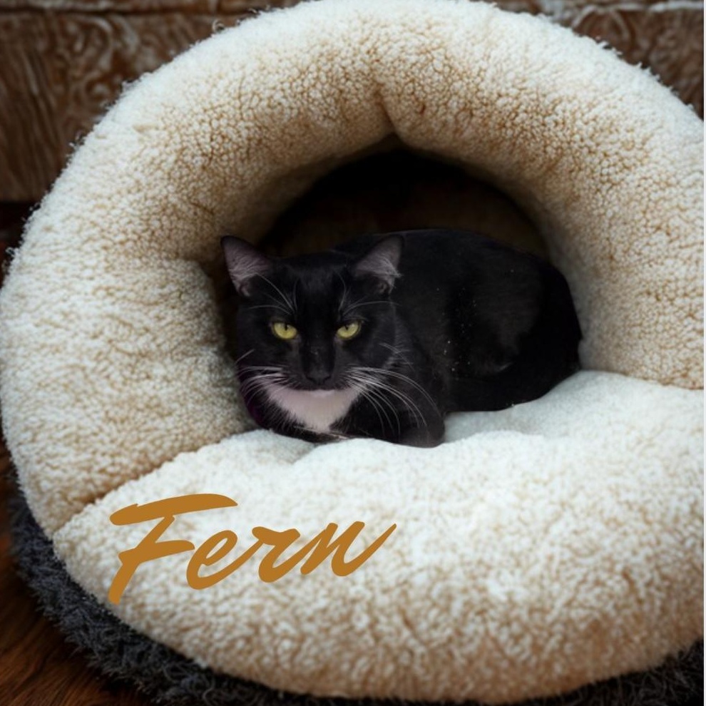 Enlarge Fern, a ADOPTABLE Domestic Short Hair in Greensburg, PA image 1/2