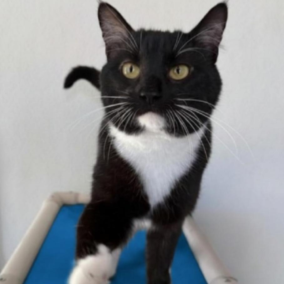 Fern, a ADOPTABLE Domestic Short Hair in Greensburg, PA image 5/5