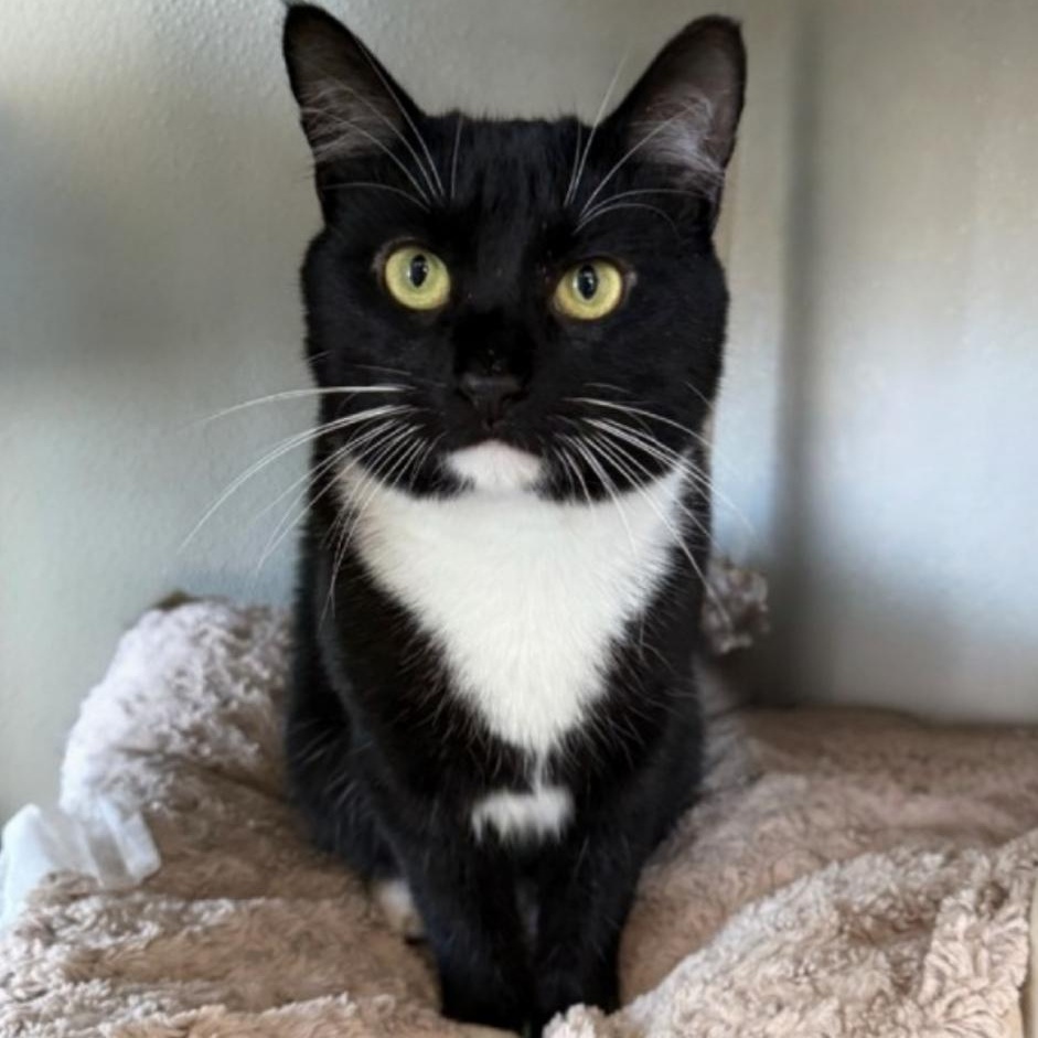 Fern, a ADOPTABLE Domestic Short Hair in Greensburg, PA image 2/5