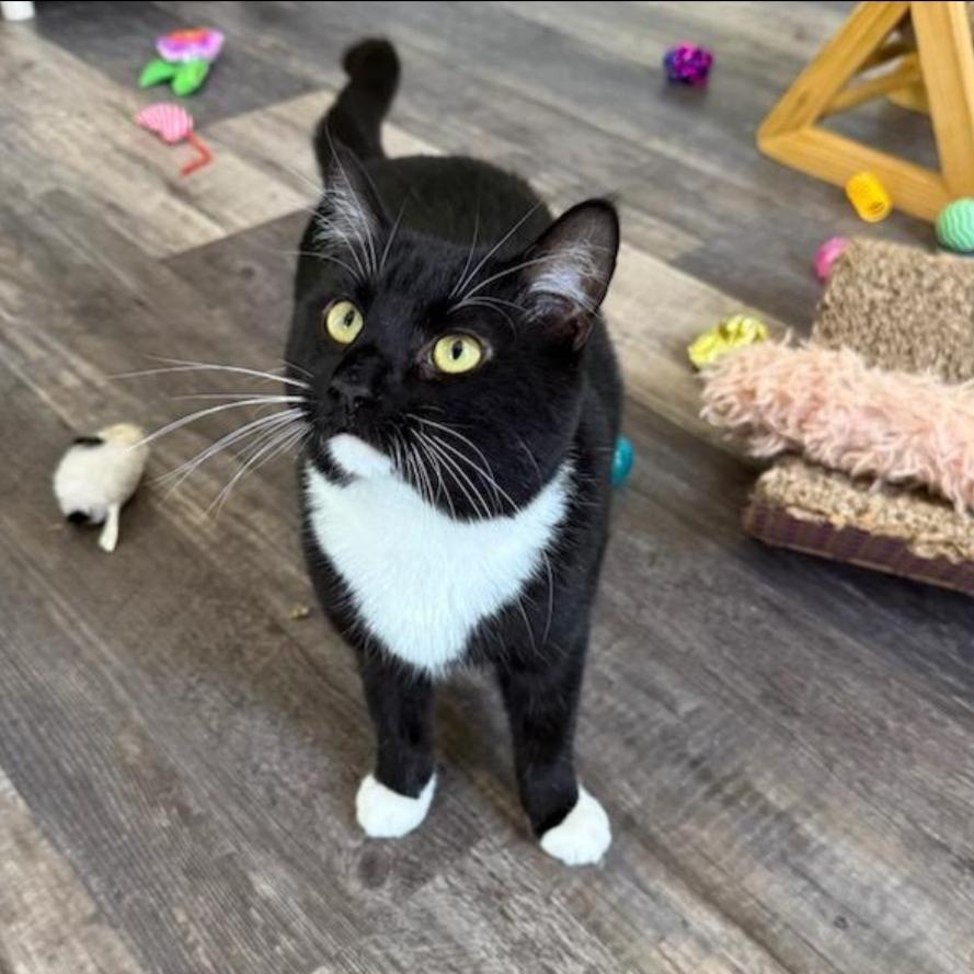 Fern, a ADOPTABLE Domestic Short Hair in Greensburg, PA image 3/5