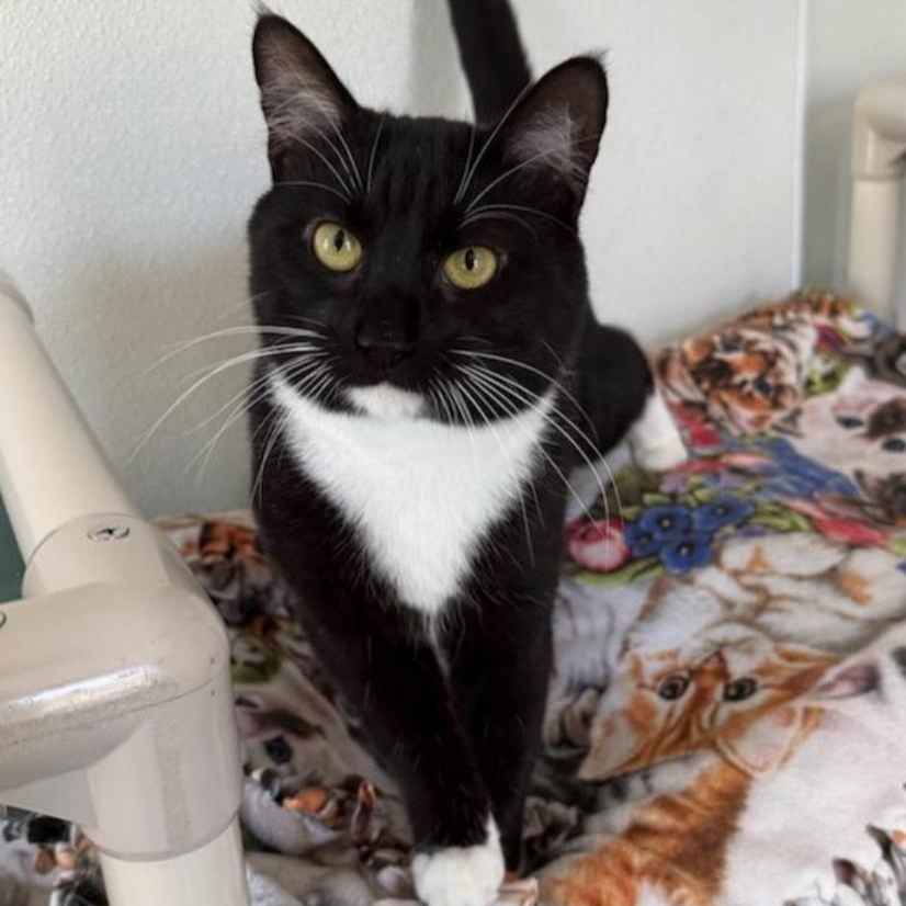 Fern, a ADOPTABLE Domestic Short Hair in Greensburg, PA image 4/5