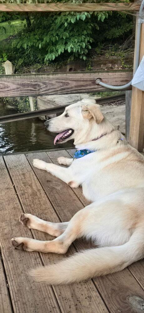 Hamilton, a Adoptable mixed breed in Mocksville, NC image 6/6