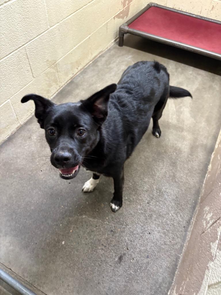 Emma, Adoptable, Young Female Collie.
