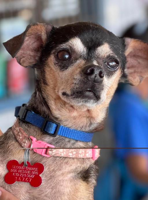 Estrella, Adopted, Senior Female Chihuahua.