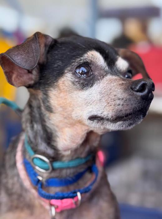 Enlarge Estrella, a Adopted Chihuahua in San Diego, CA image 2/3