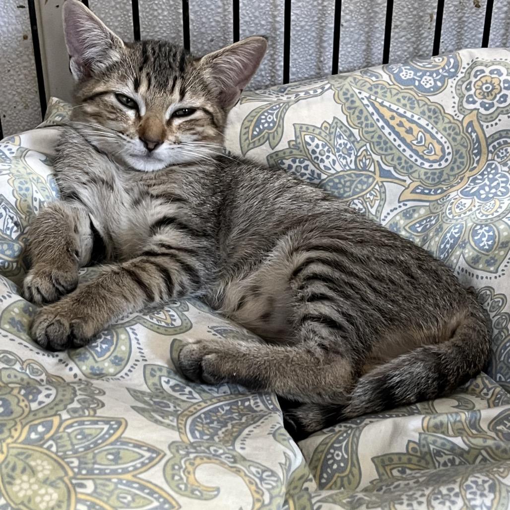 Enlarge Miley, a Adoptable Domestic Short Hair in Stephenville, TX image 1/2