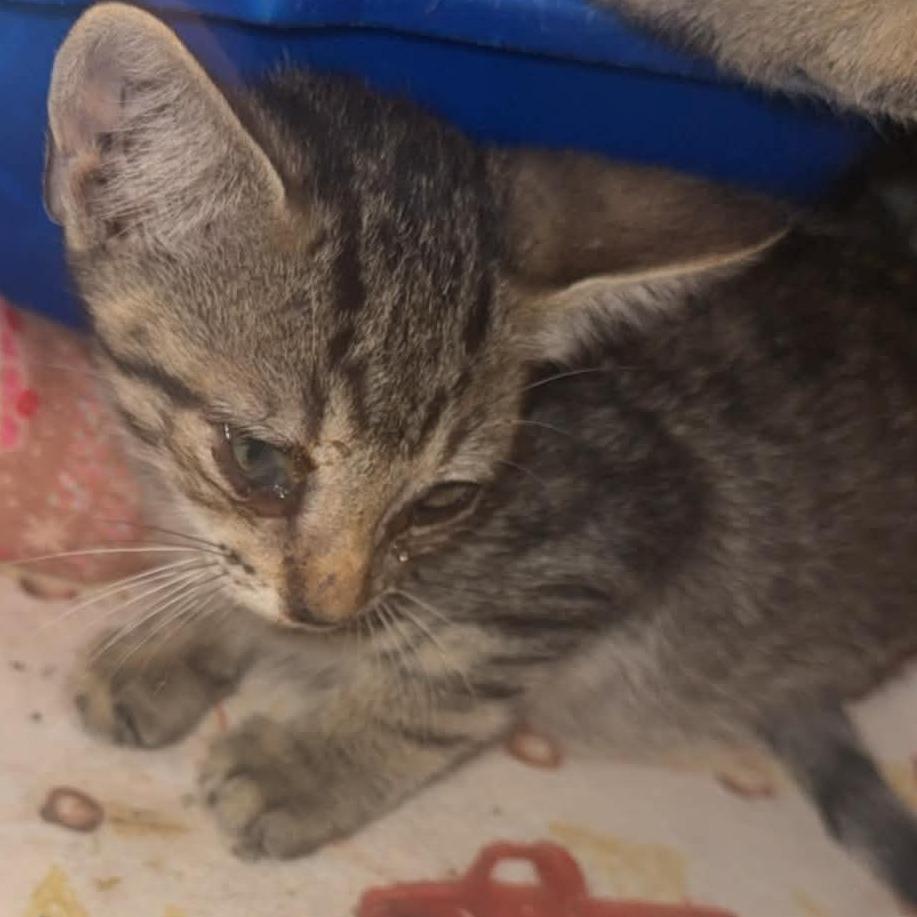 Enlarge Miley, a Adoptable Domestic Short Hair in Stephenville, TX image 2/2