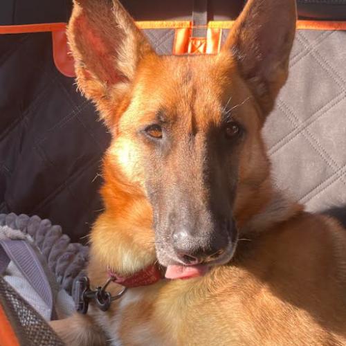 Enlarge Ozzy, a Adoptable mixed breed in Washington DC, DC image 2/6