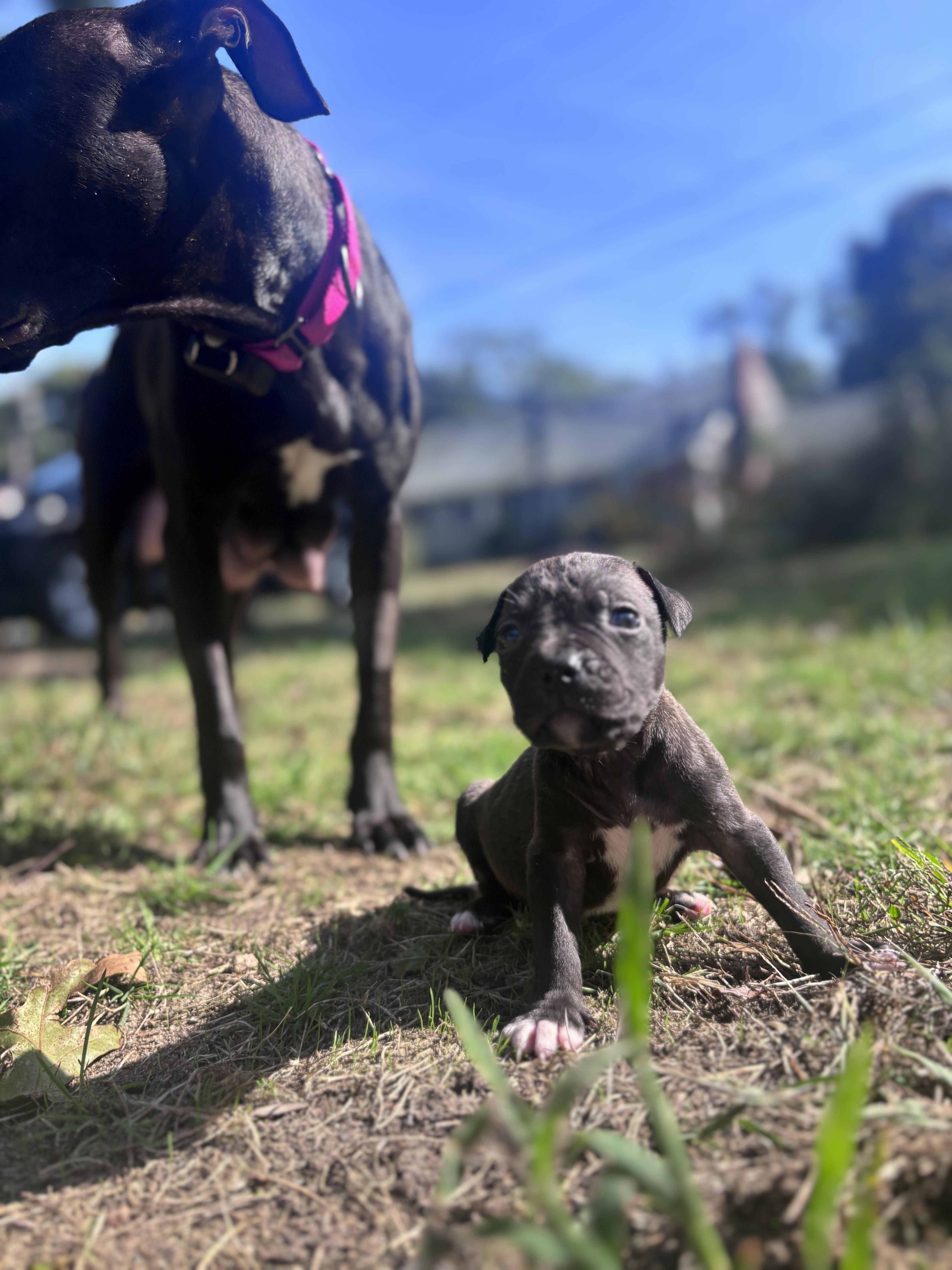 Enlarge Buckwheat Rascals - Local Sweet, a Adoptable mixed breed in Andover, MA image 2/4
