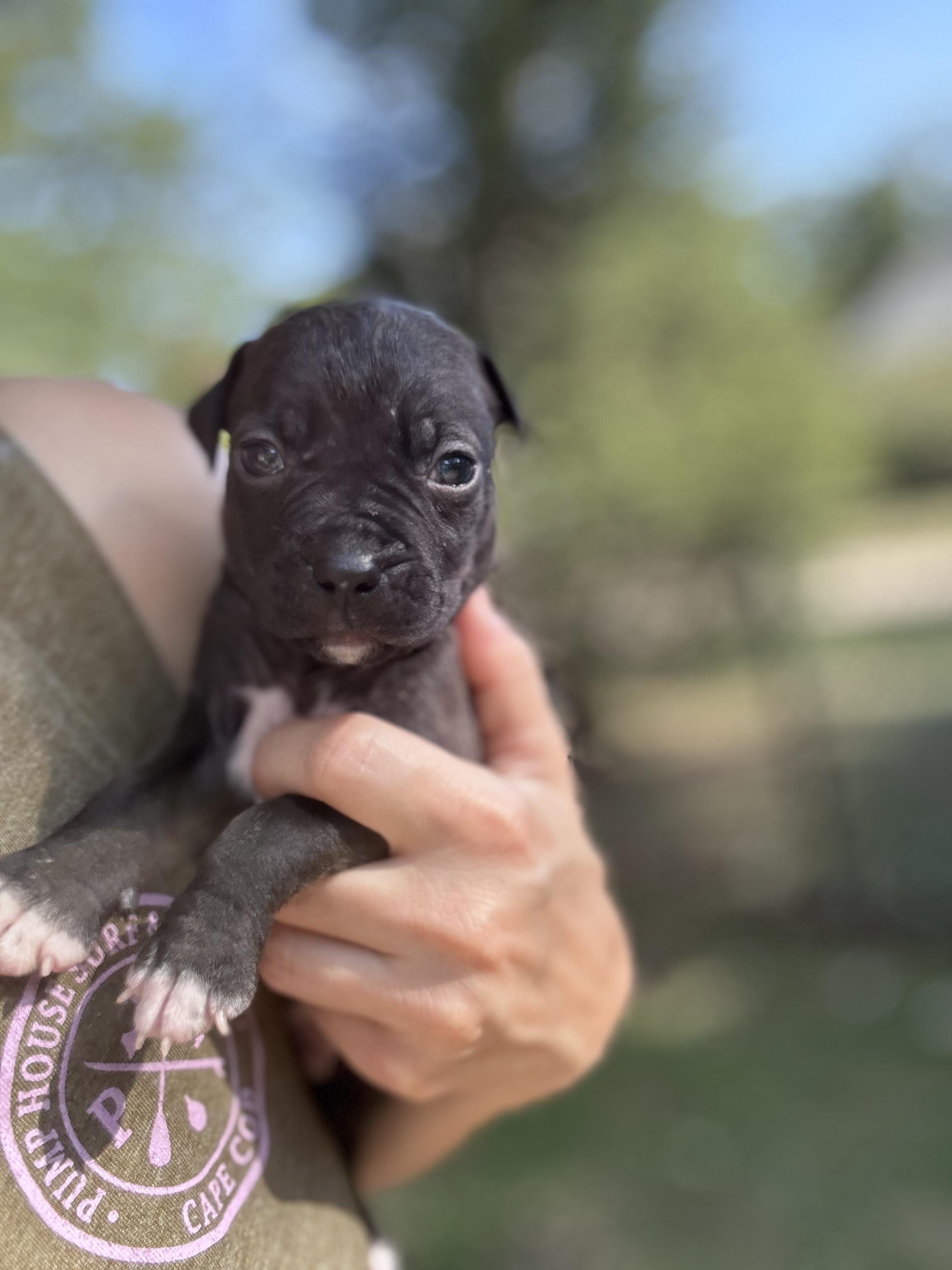 Enlarge Buckwheat Rascals - Local Sweet, a Adoptable mixed breed in Andover, MA image 3/4