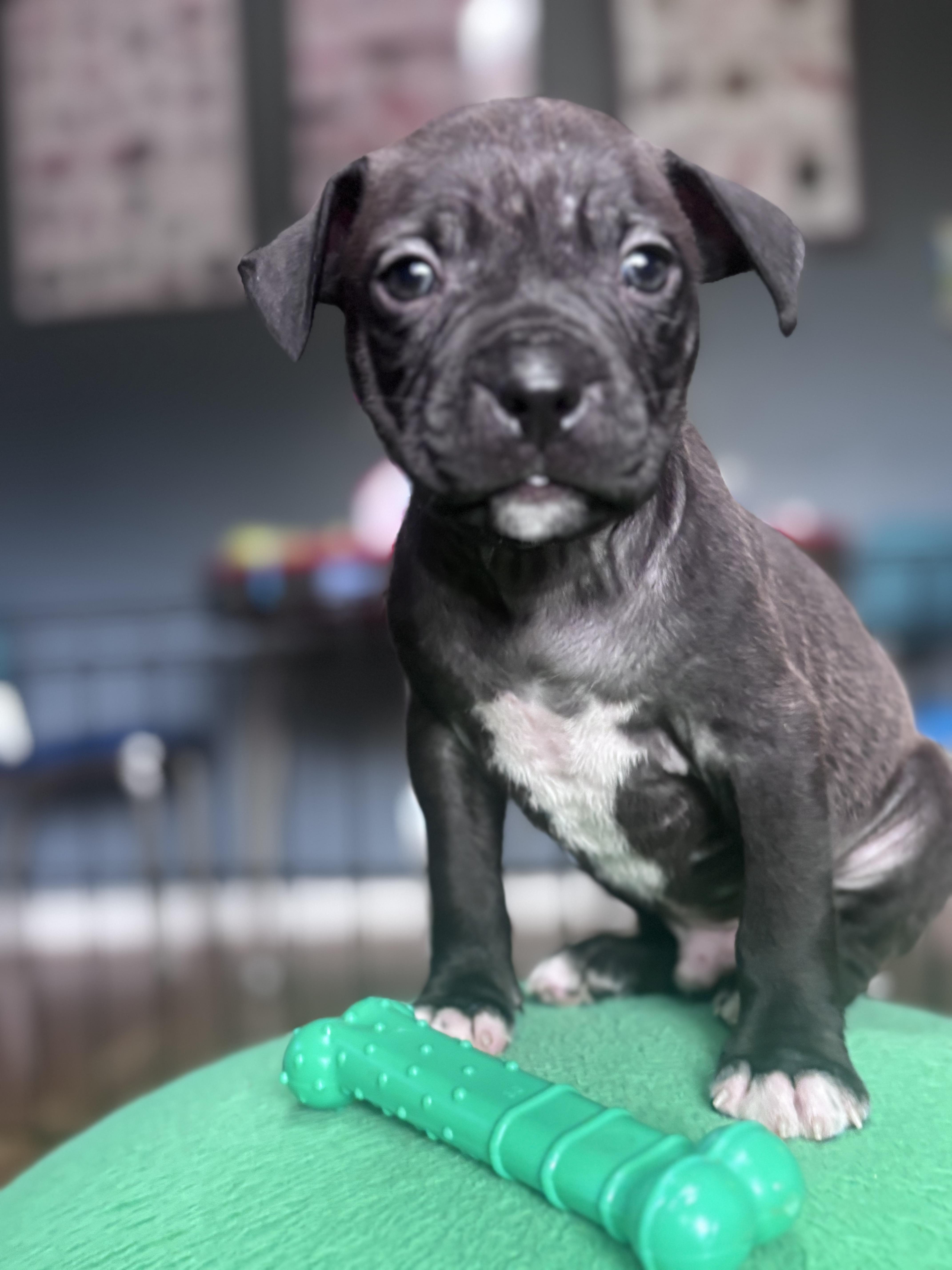 Enlarge Buckwheat Rascals - Local Sweet, a Adoptable mixed breed in Andover, MA image 1/4